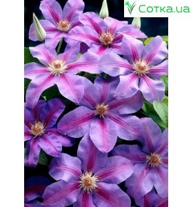 Клематис (Clematis) Etoile de Malicorne