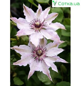 Клематис (Clematis) Fair Rosamond