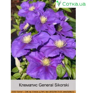 Клематис General Sikorski