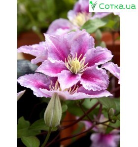 Клематис (Clematis) Girenas