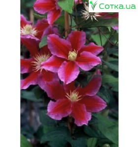 Клематис (Clematis) Hania