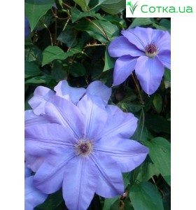 Клематис (Clematis) Hybrida Sieboldii Ramona