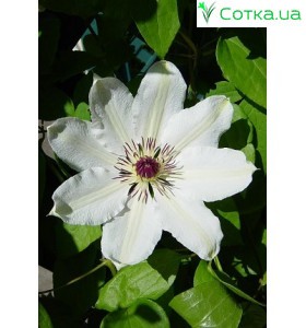Клематис (Clematis) James Mason