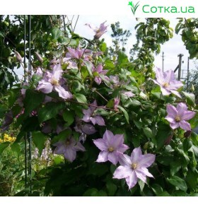Клематис (Clematis) John Pikton