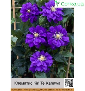 Клематис (Clematis) Kiri Te Kanawa
