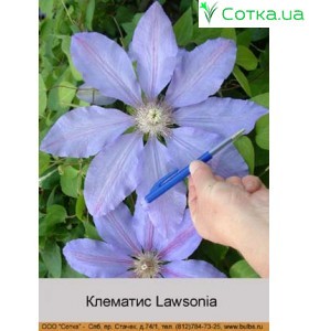 Клематис Lawsonia