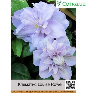 Клематис Louise Rowe