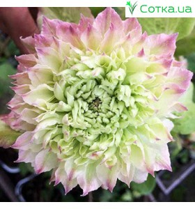 Клематис Midori 