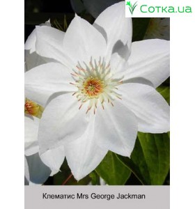 Клематис Mrs George Jackman