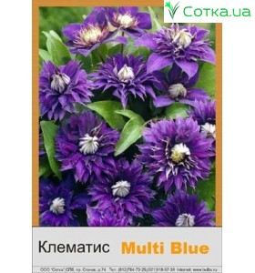 Клематис Multi Blue