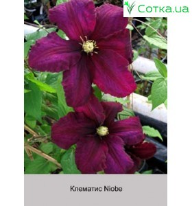 Клематис Niobe