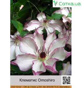 Клематис Omoshiro