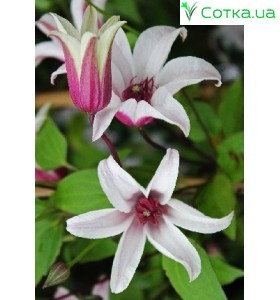 Клематис (Clematis) Princess Kate®
