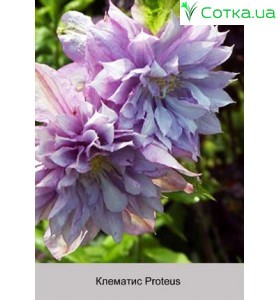 Клематис Proteus
