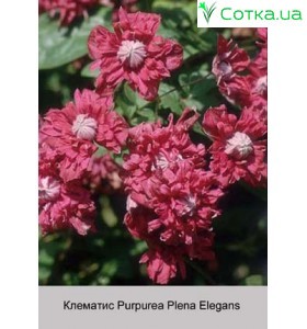 Клематис Purpurea Plena Elegans