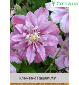 Клематис Ragamuffin