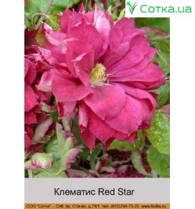 Клематис Red Star