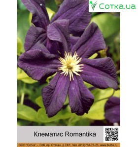 Клематис Romantika