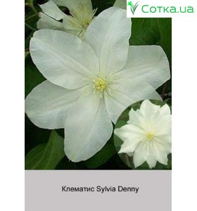Клематис Sylvia Denny