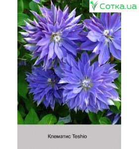 Клематис Teshio