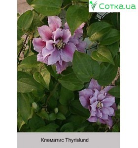 Клематис Thyrislund