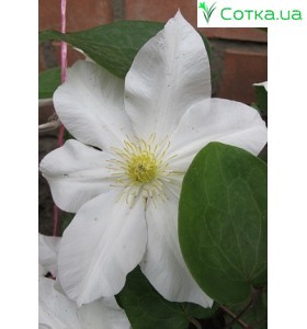 Клематис (Clematis) Toki
