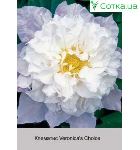 Клематис (Clematis) Veronica's Choice