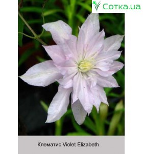 Клематис Violet Elizabeth