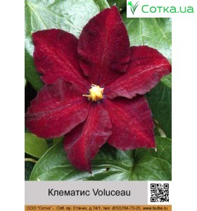 Клематис Voluceau