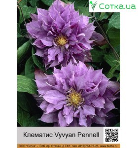 Клематис Vyvyan Pennell