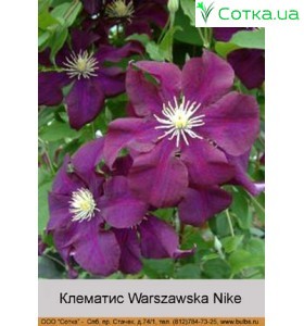Клематис Warszawska Nike