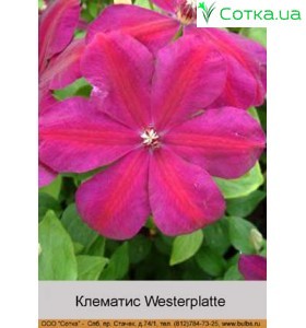 Клематис Westerplatte