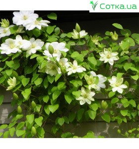 Клематис (Clematis) Guernsey Cream