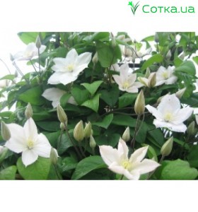Клематис (Clematis) Lesnaja Opera