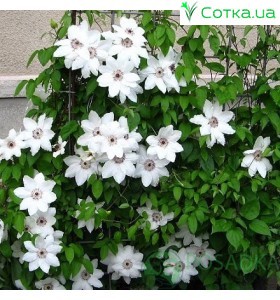 Клематис (Clematis) Balerina