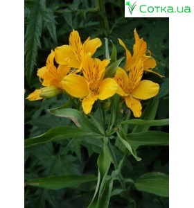 Альстремерія (Alstroemeria) Lutea