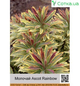 Молочай Ascot Rainbow