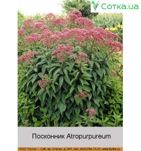 Посконник Atropurpureum