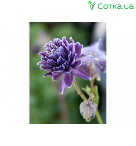  Аквілегія (Aquilegia) Barlow Crista