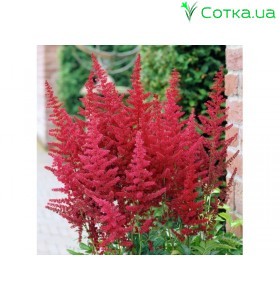 Астильба Арендса (Astilbe) (A)  Bella®
