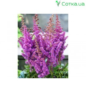 Астильба китайская (Astilbe) (C)Black & Blue®