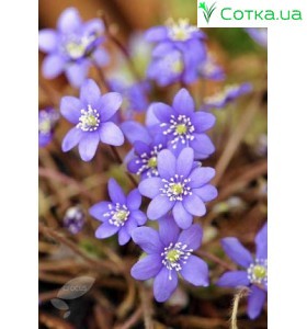 Печеночница (Hepatica) Blue Forest Hybrids®