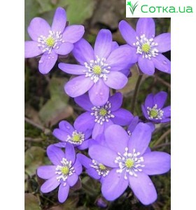 Печеночница (Hepatica) Blue Jewel