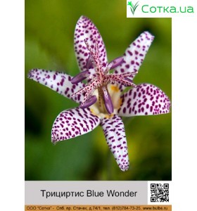 Тріціртіс Blue Wonder
