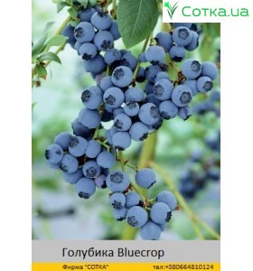 Голубика Bluecrop