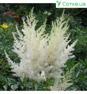 Астільба Арендса (Astilbe) (A) Brautschleier 