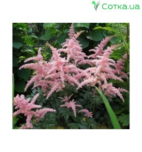 Астільба Арендса (Astilbe) (A) Bressingham Beauty