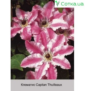 Клематис Capitan Thuilleaux