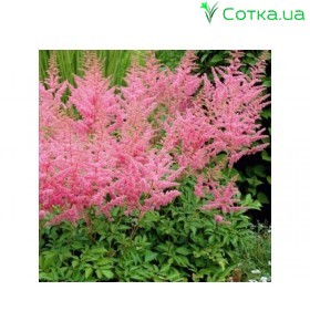 Астільба Арендса (Astilbe) (A) Cattleya