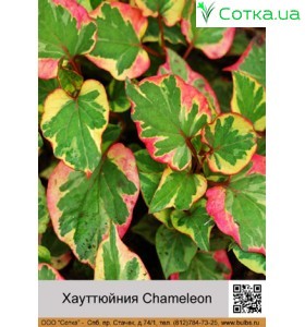 Хауттюйния  Chameleon